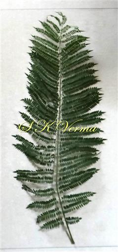 Leaf